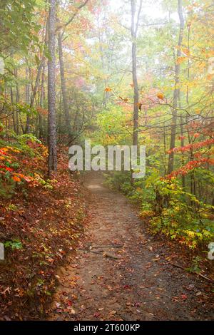 Sun rays shining through Autumn forest, Pisgah National Park, Western North Carolina Stock Photo