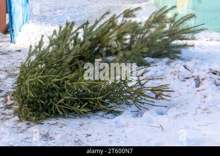 Christmas trees thrown into the trash after the end of the holiday. Tree processing. Environment protection. forest protection Stock Photo