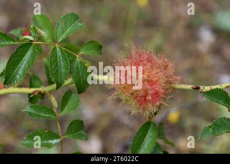 Diplolepsis rosae, Rose bedeguar gall aka Bedeguar gall wasp, Robin's pincushion, mossy rose gall or moss gall growing on dog rose, Rosa canina Stock Photo