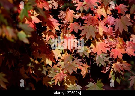 Japanese maple on a sunny day. Autumn bright foliage on the branches. Multicolored leaves of Japanese maple Stock Photo