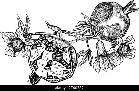 Half and whole pomegranate on a flowering branch, hand drawn black and white graphic vector illustration. Isolated on a white background. For packagin Stock Vector