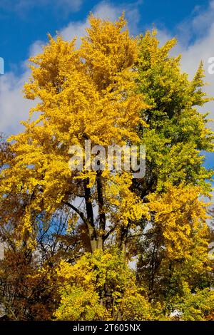 Golden ginkgo leaves turn yellow along the Tongzi River moat beside the ...