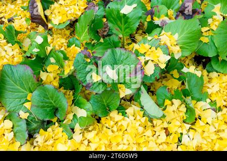 Autumn, Bergenia crassifolia, fallen, Yellow, leaves, Ginkgo biloba, On, ground, covered, Garden Ginkgo leaves Stock Photo