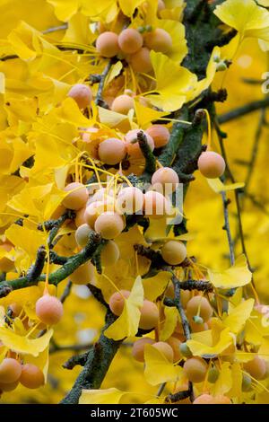 Maidenhair Tree, Seeds, Ginkgo, Branch, fruits, Ginkgo seeds, Autumn, Ginkgo biloba Stock Photo