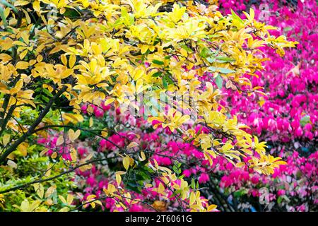 Colourful Foliage of Magnolia, Winged spindle, Euonymus alatus, Autumn, Garden, Shrub, Yellow, Pink shrubs, Purple, plants, autumnal, leaves, Season Stock Photo