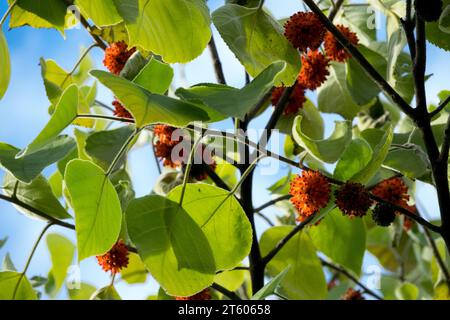 Edible, fruits on Tree Branch, Gou Shu, Jungli Toot, Paper Mulberry, Broussonetia papyrifera, Tapa Cloth Tree Stock Photo