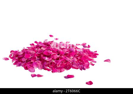 Pile of rose petals color pink isolated on white with clipping path included, copy space Stock Photo