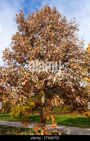 Swamp White Oak Stock Photo - Alamy