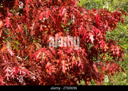 Scarlet Oak Quercus coccinea, Red, Foliage Stock Photo