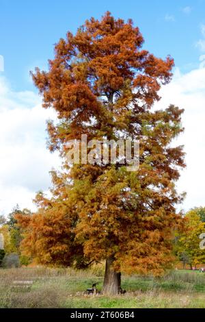 Dawn Redwood Tree, Metasequoia glyptostroboides, Autumn, Season Stock Photo