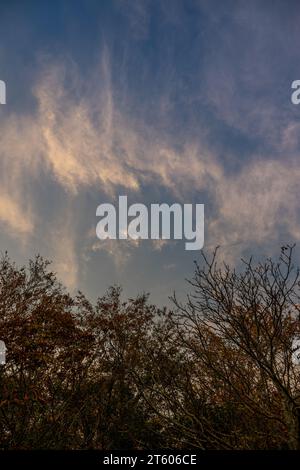 Evening cloudscape with trees. White high-level cirrus clouds with yellow tint against a blue sky. Portrait orientation. Stock Photo