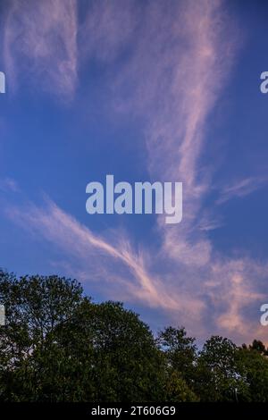 Evening cloudscape with trees. White high-level cirrus clouds with pink tint against a blue sky. Portrait orientation. Stock Photo
