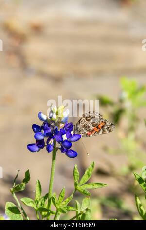 American Painted Lady Butterfly, Vanessa virginiensis, on Texas Bluebonnets, Lupinus texensis, at Mercer Arboretum and Botanical Gardens. Stock Photo