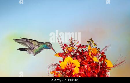 Broad-billed Hummingbird, Cynanthus latirostris, feeding at Mexican Bird of Paradise flowers, Caesalpinia mexicana. Stock Photo