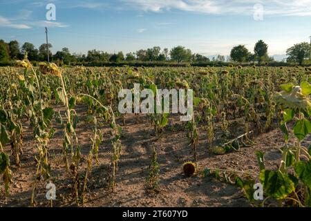 Arid and dry sunflower field, due to the climate crisis and drought, have created problems throughout the agricultural world, creating production cris Stock Photo