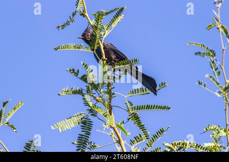 Phainopepla, Phainopepla nitens, a bird in the silky flycatcher family, in Arizona desert. Stock Photo