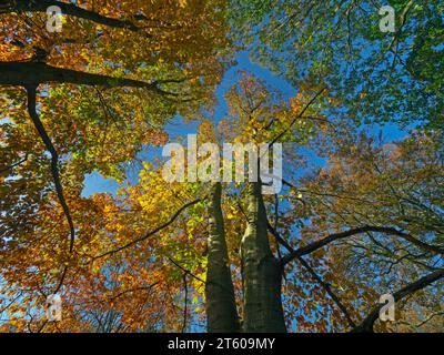 Red Oak Quercus rubra with beech trees in Norfolk woodland in Autumn Stock Photo