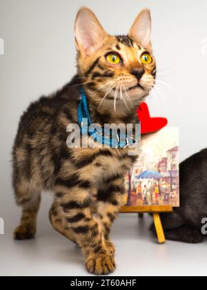 Front view of a Bengal kitten in a blue collar walking Stock Photo