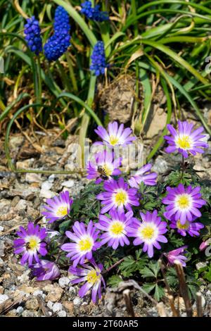 Purple, Blue, Grape hyacinth, Anemone, Spring, plants, Garden, Flowers, Blooming, Early spring Stock Photo