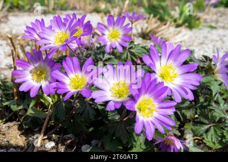 Purple, Flowers, Plant, Garden, Winter windflower, Anemone blanda Charmer Stock Photo