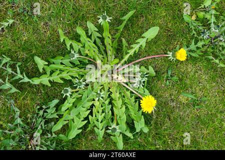 Garden Weed in Lawn Dandelion Taraxacum officinale Hardy Plant Dandelion Weed Lawn Herbaceous Weeds Garden Lawn April Tufted Perennial Plants Growing Stock Photo