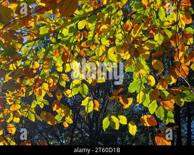 Beech Fagus sylvatica Autumn Leaves Stock Photo