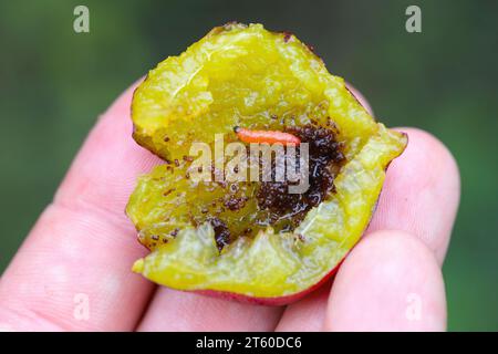 Plum Fruit Moth (Cydia funebrana) caterpillar in a fruit, orchard in Poland. Stock Photo