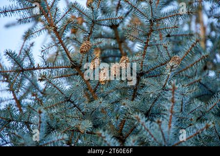 Image of a cone on the branches of a blue spruce Stock Photo