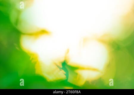 Abstract green circular bokeh background with copy space. Abstract green bokeh background. Stock Photo
