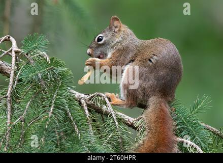 Cute Red Squirrel (Sciurus vulgaris) sitting in a White Spruce (Picea glauca) boughs eating a Maple seed in the Chippewa National Forest, Minnesota Stock Photo