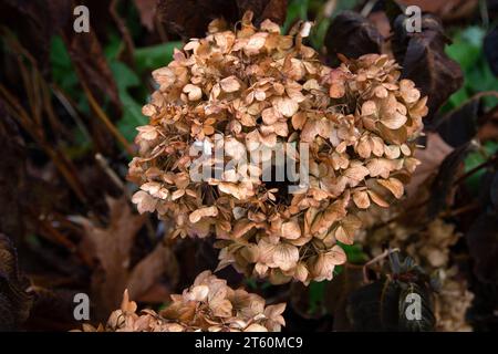 Hydrangea flower in the fall. Stock Photo