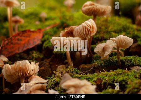 A lush forest scene featuring a variety of mushrooms growing on the ground covered by thick moss and scattered leaves Stock Photo