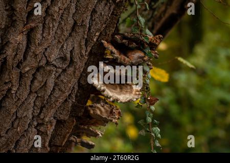 An old tree with various species of mushrooms and vines growing on its bark Stock Photo