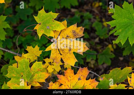 Several leaves of maple or Norway maple in green, yellow and orange in fall Stock Photo