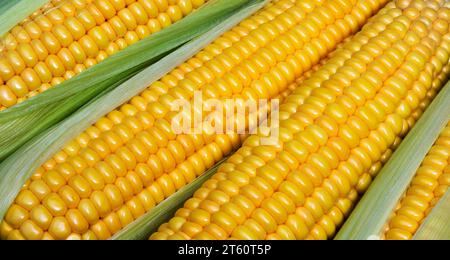 Corn  or corncobs ears  as background.. Maize cob or corn cob. Macro shot. Stock Photo