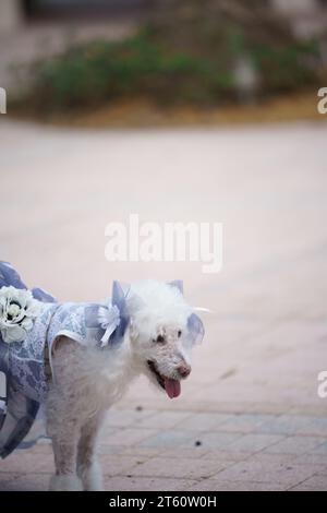 Offset composition photo of a poodle dressed up for Halloween Stock Photo