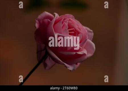 A vibrant closeup shot of a fresh pink rose illuminated by the sunlight streaming in through a window Stock Photo