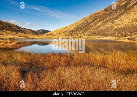 the goled oange reeds growing around the small alpine lake Stock Photo