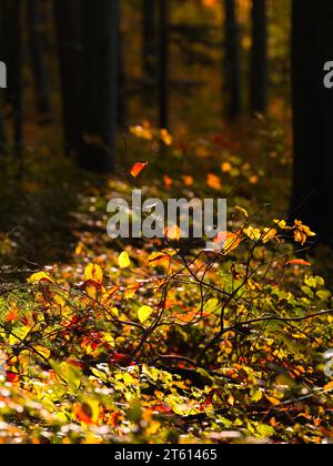 Autumn sunlight illuminating colorful leaves on the forest floor in a dark woodland setting. Atmospheric nature detail with warm golden light, red and Stock Photo