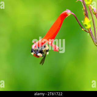A Hunt's Bumble Bee (Bombus huntii) clinging to a Firecracker Penstemon flower bud while pollinating. Close up view a green background. Stock Photo