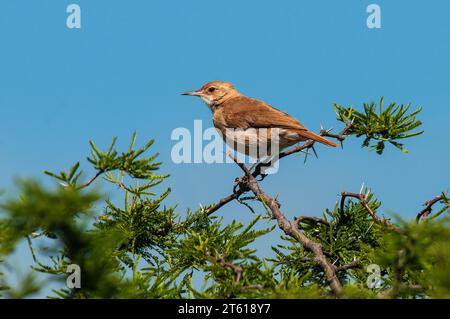 Rufous Hornero , Argentine national Bird, Iberà Marshes, Corrientes Province Argentina. Stock Photo