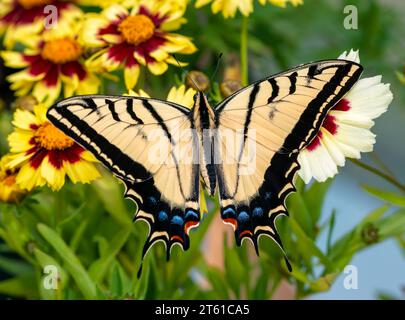 Macro of a two-tailed swallowtail (Papilio multicaudata) feeding on coreopsis flowers - top view with wings spread Stock Photo