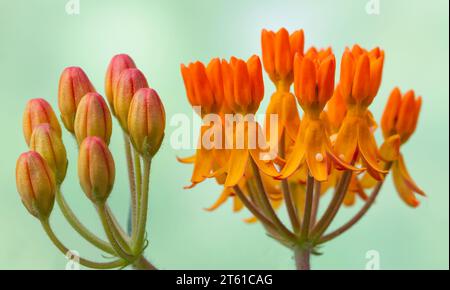 Macro of the orange flowers of a milkweed (asclepia tuberosa) with Monarch butterfly eggs (danaus plexippus) on the blossoms. Stock Photo