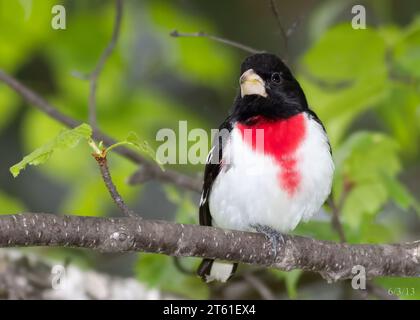 Pretty male Rose-Breasted Grosbeak (Pheucticus ludovicianus)k perched on a Birch tree branch in Chippewa National Forest, northern Minnesota USA Stock Photo