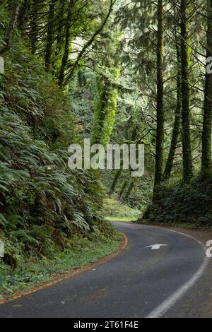 A narrow, curving road through a forest in Otter Rock, Oregon. Stock Photo