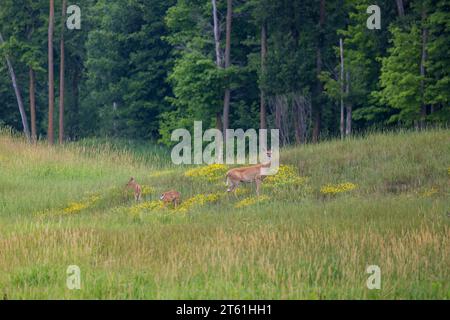 White-tailed doe with her twin fawns in northern Wisconsin. Stock Photo