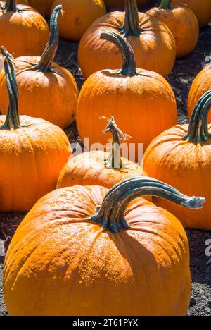 Pumpkins Distributed in Pumpkin Patch for Sale Stock Photo