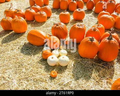 Pumpkins Distributed in Pumpkin Patch for Sale Stock Photo