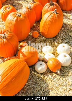 Pumpkins Distributed in Pumpkin Patch for Sale Stock Photo