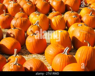 Pumpkins Distributed in Pumpkin Patch for Sale Stock Photo